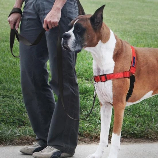 PetSafe Deluxe Easy Walk Rose Red & Black Dog Harness - Image 4