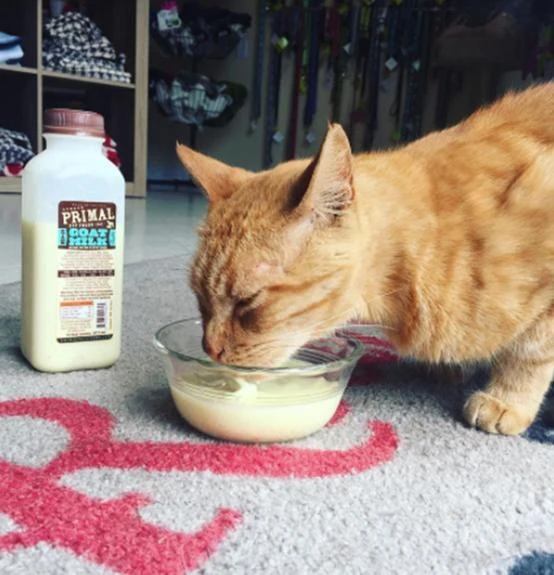 Primal Pet Foods Goat Milk Original - Image 8