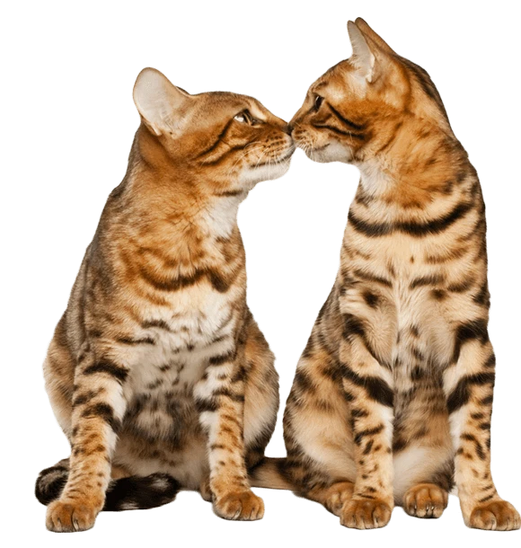 FELIWAY MultiCat Diffuser - Image 2