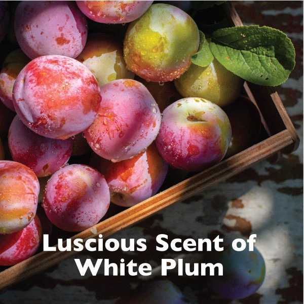 SPA By TropiClean Lavish Renew Cologne Spray For Pets - Image 4