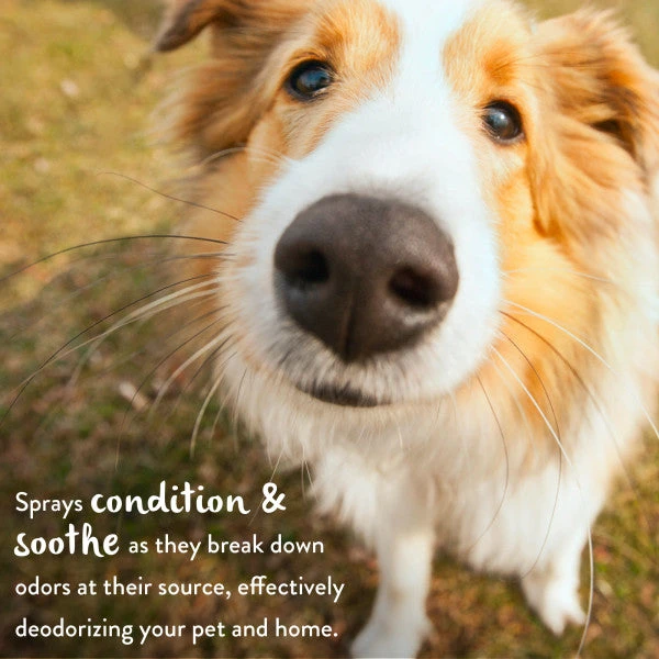 TropiClean Berry Breeze Deodorizing Spray For Pets - Image 5