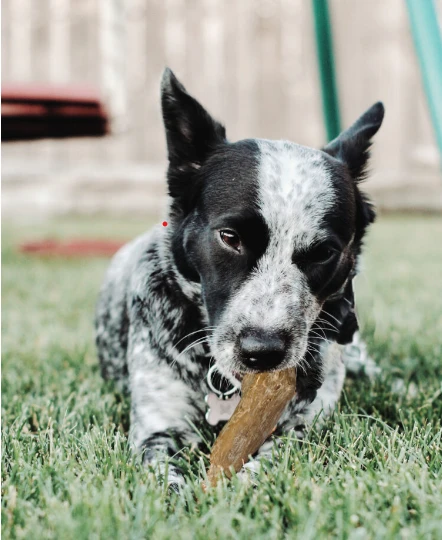 Spot Love The Earth Coffee Wood Chew - Image 3