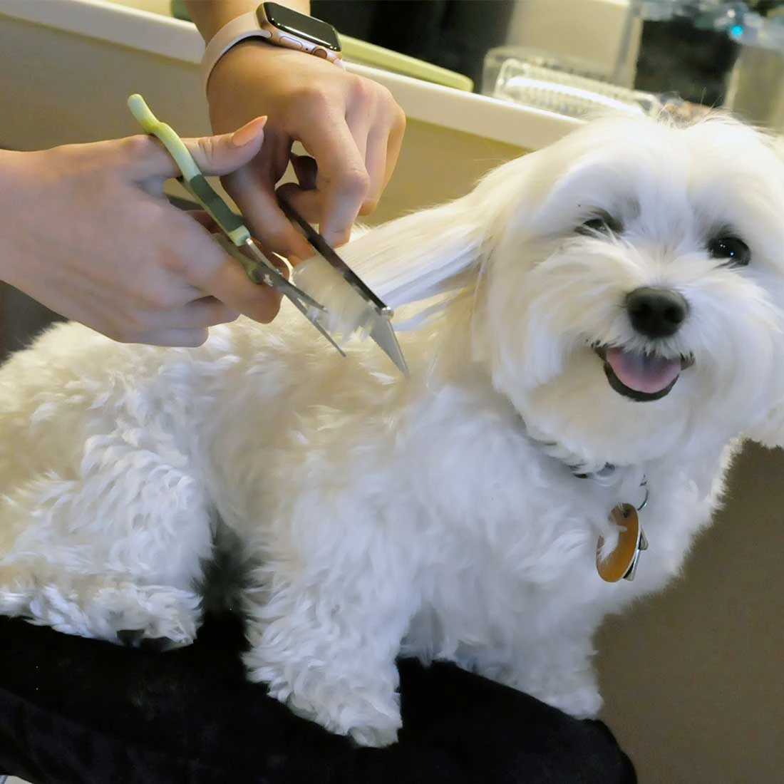 Coastal Pet Products Safari Dog Grooming Combs For Medium And Fine Coats - Image 3